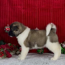 Iris - Akita puppy from Finesse Akitas