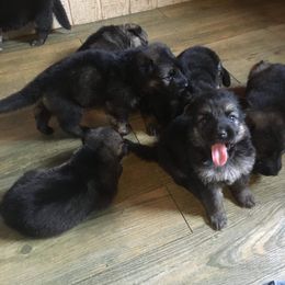 German Shepherd Puppies from Hacker Haus GSDs