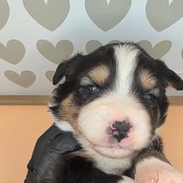 Quinn4Boy5- BTM,LONG,AKC,OFAs,Genetics - Black tri-color male Australian Shepherd puppy in South Hill, Virginia from Silverside Aussies LLC