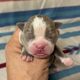 Mugsy - Lilac male Boston Terrier puppy in Corning, California from SB Bostons / Raksha Malinois