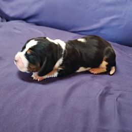 Green girl - Black brown and white female Basset Hound puppy in Santa Rosa, California from Redwood Coast bassetts