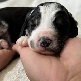 Bernedoodle Puppies from Wild Grace Farm Pups