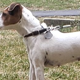 Jack Russell Terriers from Shepherd Park Kennels