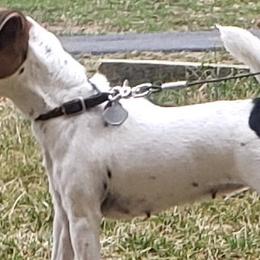 Jack Russell Terriers from Shepherd Park Kennels