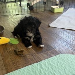 Minnie - Black female Havanese puppy in Falkville, Alabama from Nanas Havanese