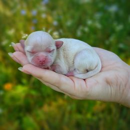 Imperial Babydoll Stormfly - White female Mal-Shi puppy in Barren Springs, Virginia from Seeking Shalom Acres Maltese, Maltipoos & Havamalts