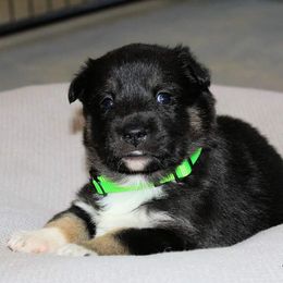 Lapponian Herder Puppies from Kuulas Kennels