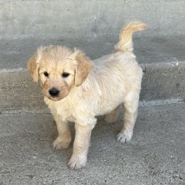 Pearl - Cream female Goldendoodle puppy in Nipomo, California from Westwind Goldendoodles