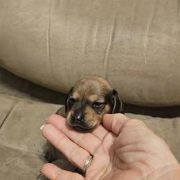 Firecracker - Red male Dachshund puppy in Queen Creek, Arizona from Wigglebutts Miniature Dachshund Az