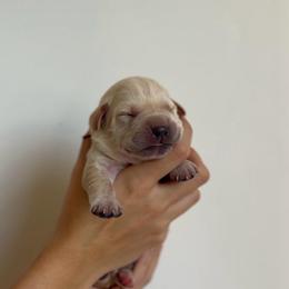 Boy - Yellow male Labrador Retriever puppy in Lonsdale, Minnesota from Cedar Ridge Labradors