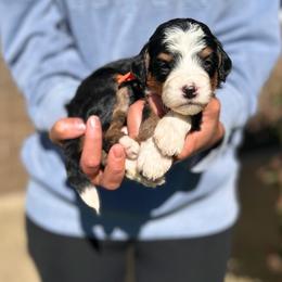 Jasmine - Tri-color female Bernedoodle puppy in Sugarcreek, Ohio from Cuddly Companion Doodles