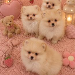 Sandy, cupcake,sea - Cream female Pomeranian puppy in Visalia, California from Exotic_fresita_poms