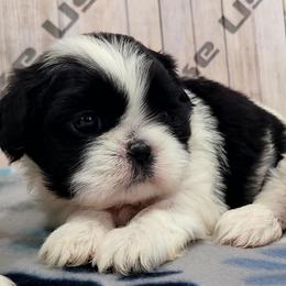 Girl 2 - Black and white female Shih Tzu puppy in Morrison, Tennessee from Westies of Morrison