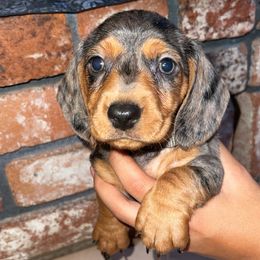 Dachshund Puppies from Mis Dachshunds’