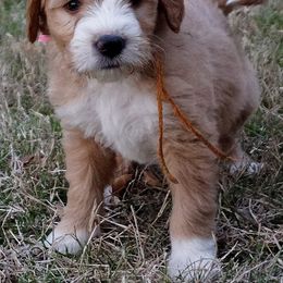 Goldendoodle Puppies from Music City Goldendoodles