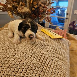 Girl 1 - Parti female Poodle puppy in Detroit, Michigan from Pretty Spoiled Spoos llc