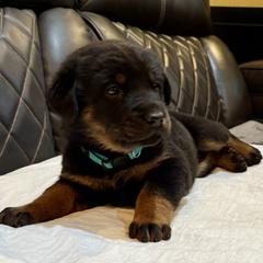 Teal Collar - A Litter - Black and tan female Beauceron puppy in Sterling, Illinois from Beaucerons of Tempete De Hope