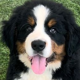 Bernese Mountain Dogs from High Desert Bernese