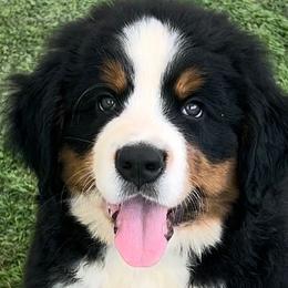 Bernese Mountain Dogs from High Desert Bernese