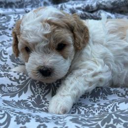 Kennedy - White female Cavapoo puppy in Michigan from Cavalier Girls