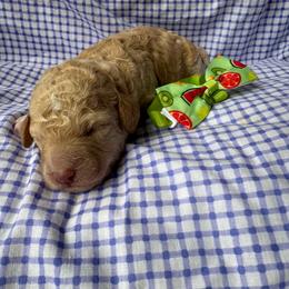 Hei Hei - Apricot male Goldendoodle puppy in Camden, North Carolina from Oopsie Doodles of NC