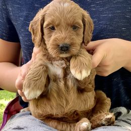 Goldendoodle Puppies from Fort Worth Goldendoodles