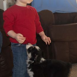 Miniature American Shepherd and Miniature Australian Shepherd Puppies from 74 Ranch Minis