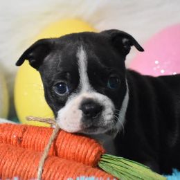 Boston Terriers, French Bulldogs, Golden Retrievers, Labrador Retrievers, and Pembroke Welsh Corgis from Trigger Time Kennels