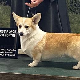 Pembroke Welsh Corgi puppies from Esther's Pembroke Welsh Corgis