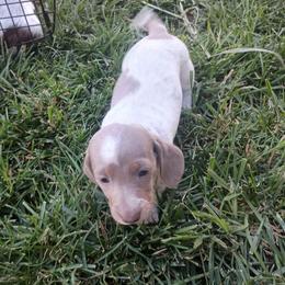 Tara - Fawn (isabella) and cream female Dachshund puppy in Sacramento, California from Family and Farm Friendly Dachshund