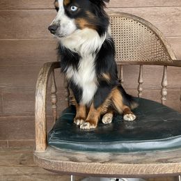 Ruger - Toy Australian Shepherd
