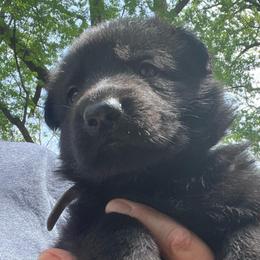 Grey Collar (Black) - Black male German Shepherd puppy in Kansas, Ottawa, Kansas from Import German Shepherds of Kansas
