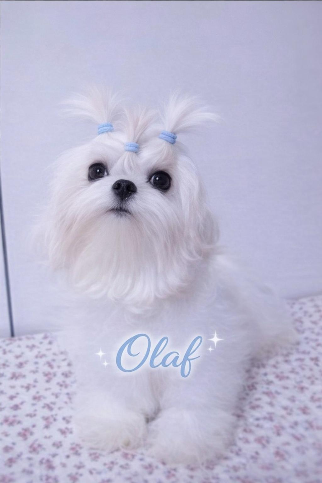 Olaf