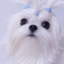 Casper - Maltipoo