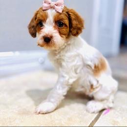Athena - Blenheim female Cavapoo puppy in Spring Hill, Florida from Parisian Puppies