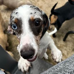 Elsa - Dachshund