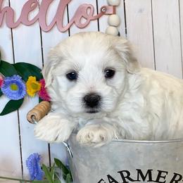 Cavapoo and Coton de Tulear Puppies from Big Gulch Puppies