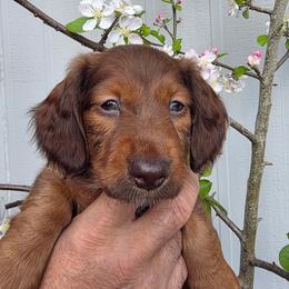 Rosalie - Chocolate and tan female Dachshund puppy in Eureka, California from Wigglebutts Mini Dachshunds