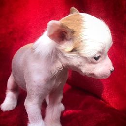 Chihuahua and Chinese Crested Puppies from Western Kentucky Chihuhua and Chinese Crested