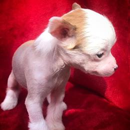 Chihuahua and Chinese Crested Puppies from Western Kentucky Chihuhua and Chinese Crested