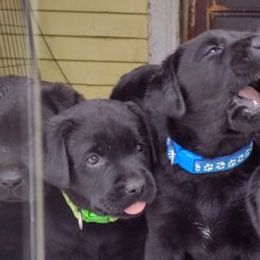 Labrador Retrievers from Stacey Noble
