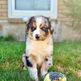Hercules - Blue merle male Australian Shepherd puppy in Vernal, Utah from Dancing M Australian Shepherds