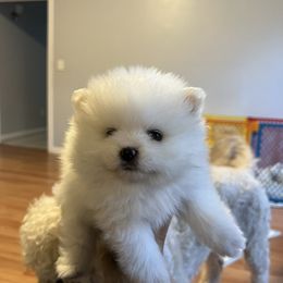Pomeranian Puppies from Puppy Love Heaven
