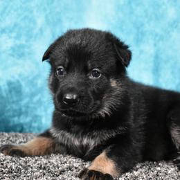 German Shepherd Puppies from Paws Of Germany