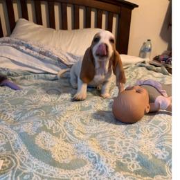 Hugo - Lemon and white male Basset Hound puppy in Dutton, Alabama from Synbella's Charming Basset's