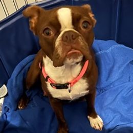 Boston Terriers from Wild Child Bostons