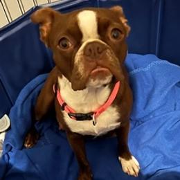 Boston Terriers from Wild Child Bostons