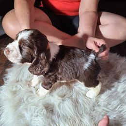 English Springer Spaniel Puppies from Savannah River Springers