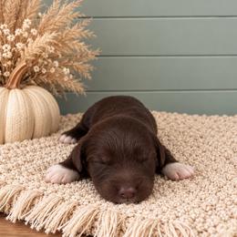 Boy 3 - Chocolate male Goldendoodle puppy in Charlotte, North Carolina from Hopeful Heart Doodles