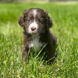 Fairy Dust - Brown and white female Aussiedoodle puppy in Columbia Falls, Montana from Firefly Aussies & Aussiedoodles